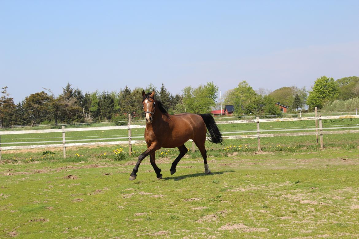 Dansk Varmblod RDH • Capella • billede 29