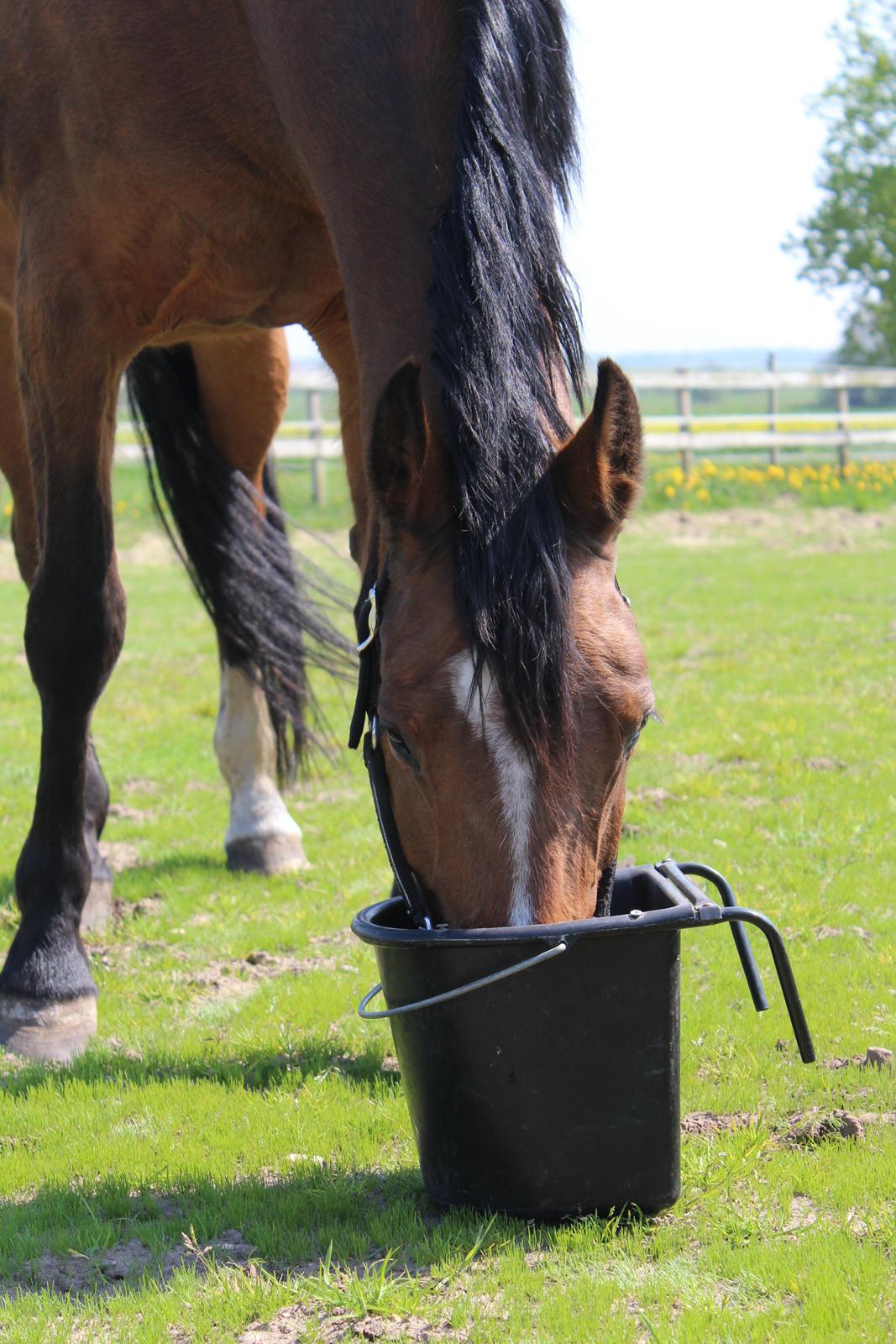 Dansk Varmblod RDH • Capella • billede 30