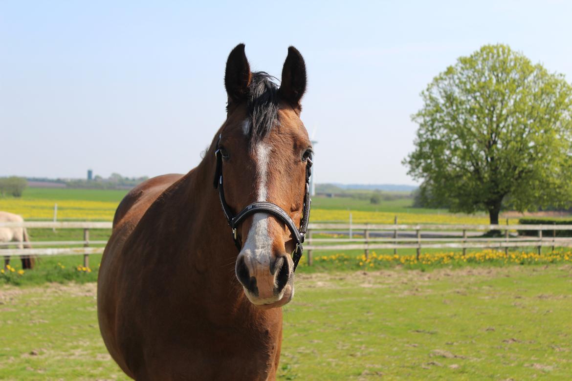 Dansk Varmblod RDH • Capella • billede 32