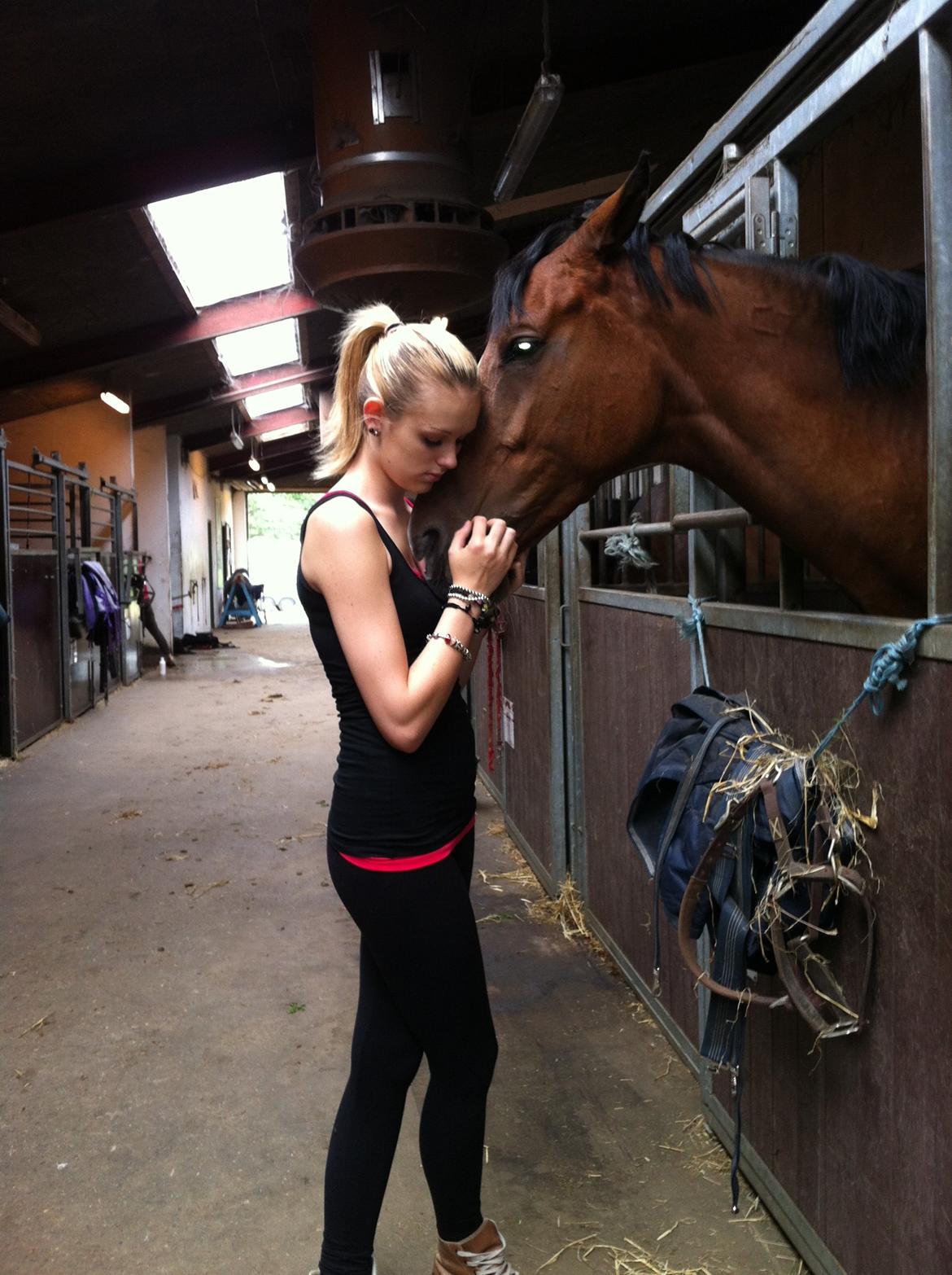 Dansk Varmblod RDH • Capella • billede 41