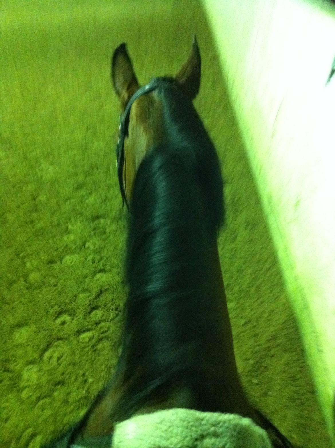 Dansk Varmblod RDH • Capella • billede 42