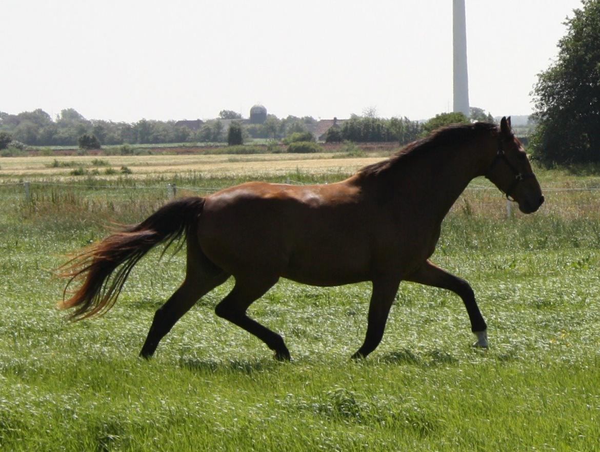Dansk Varmblod • Charming-Boy • billede 20