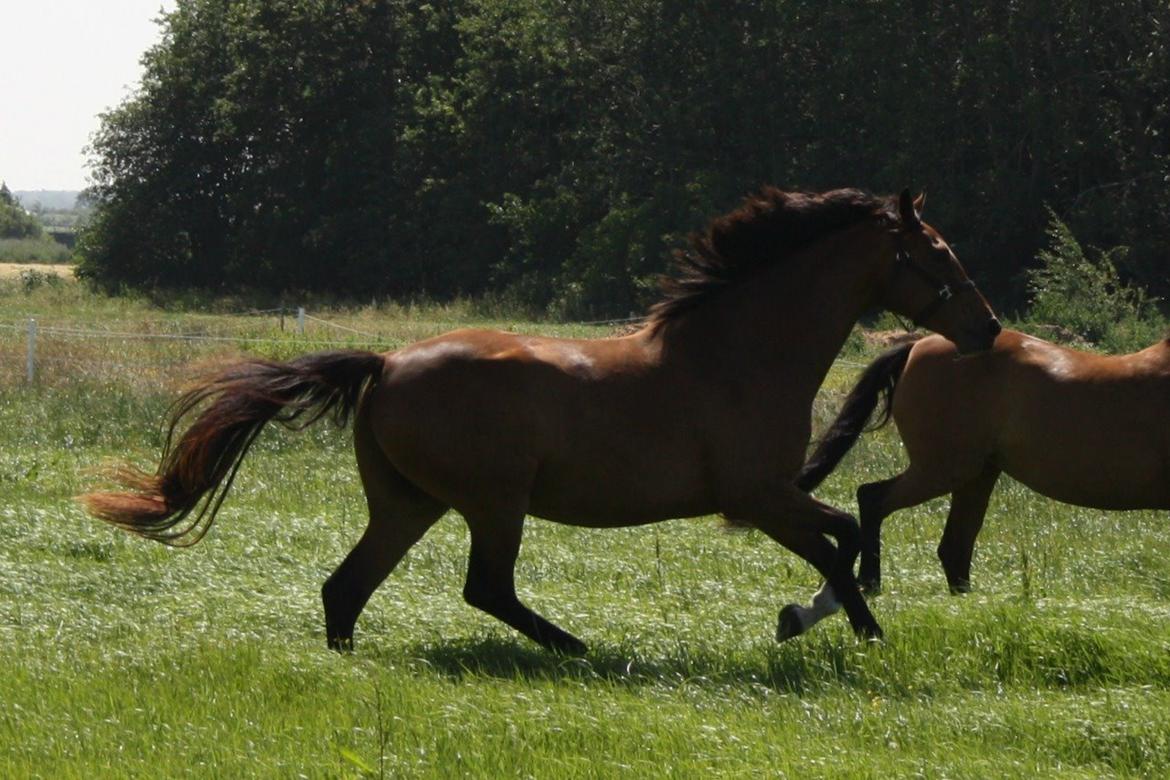 Dansk Varmblod • Charming-Boy • billede 21