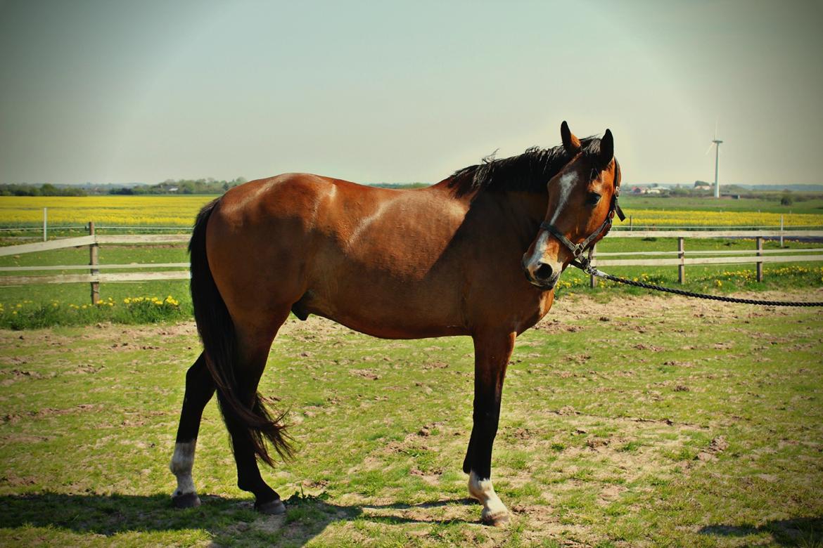 Dansk Varmblod • Charming-Boy • billede 22