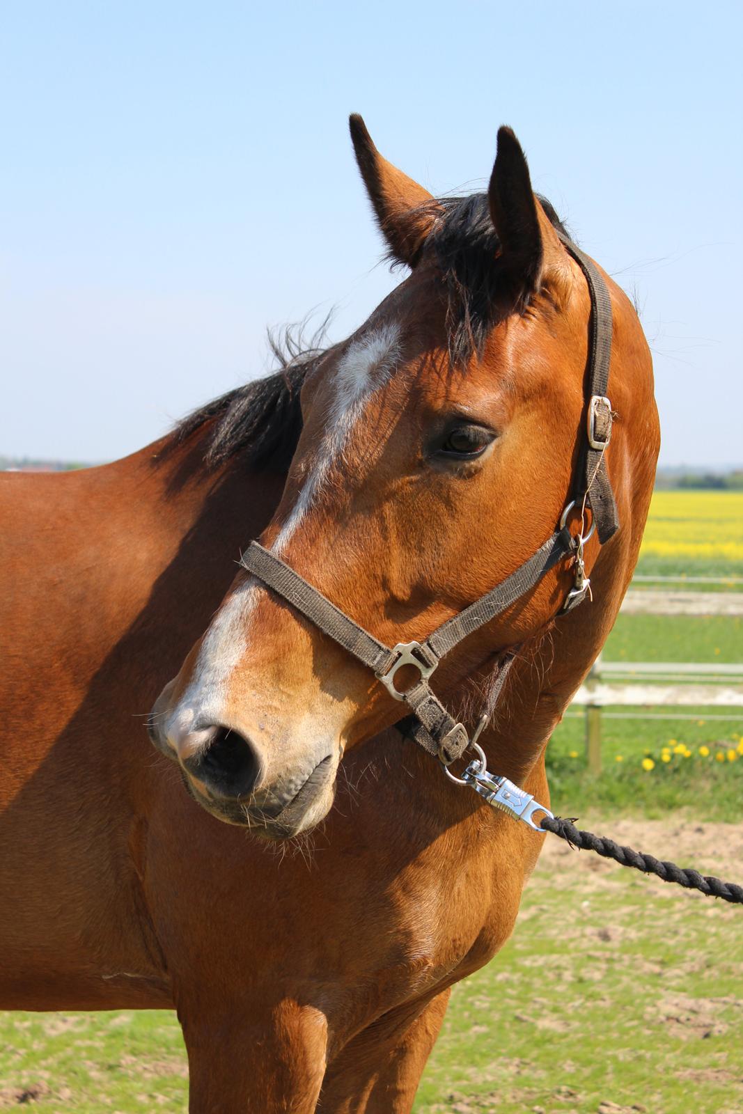 Dansk Varmblod • Charming-Boy • billede 23