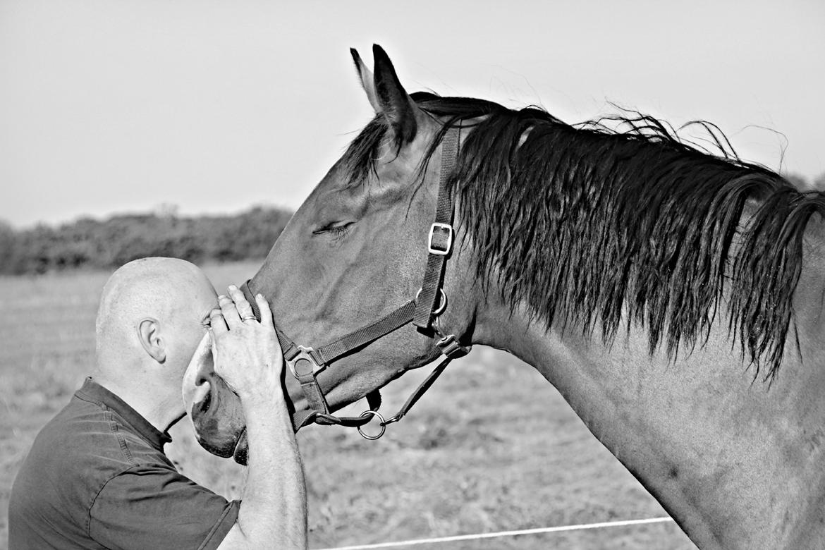 Dansk Varmblod • Charming-Boy • billede 24