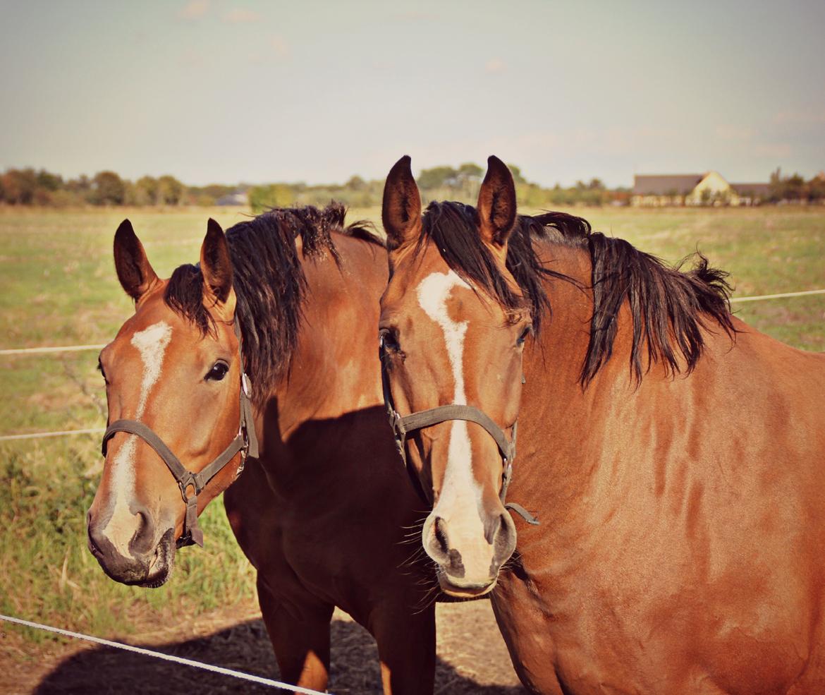 Dansk Varmblod • Charming-Boy • billede 25