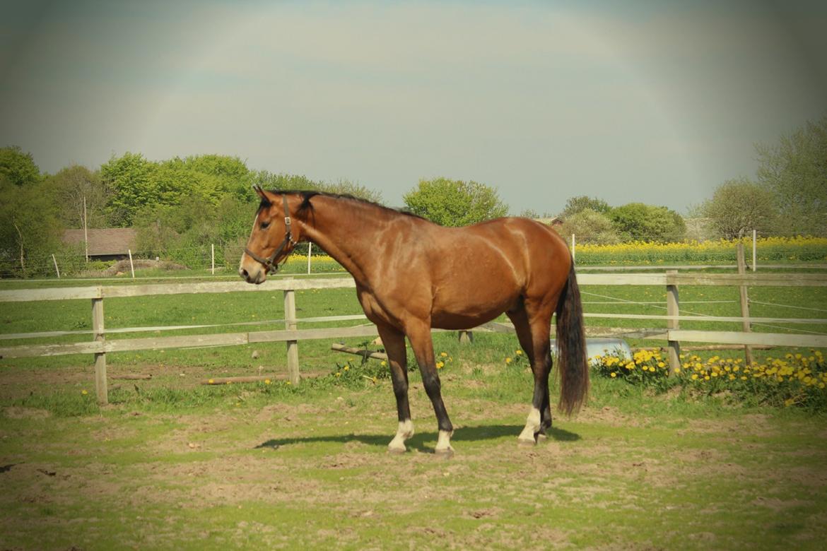 Dansk Varmblod • Charming-Boy • billede 26