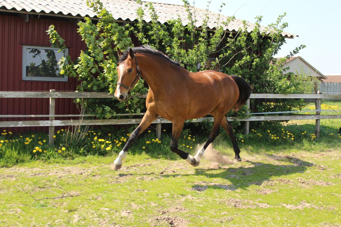 Dansk Varmblod • Charming-Boy • billede 27