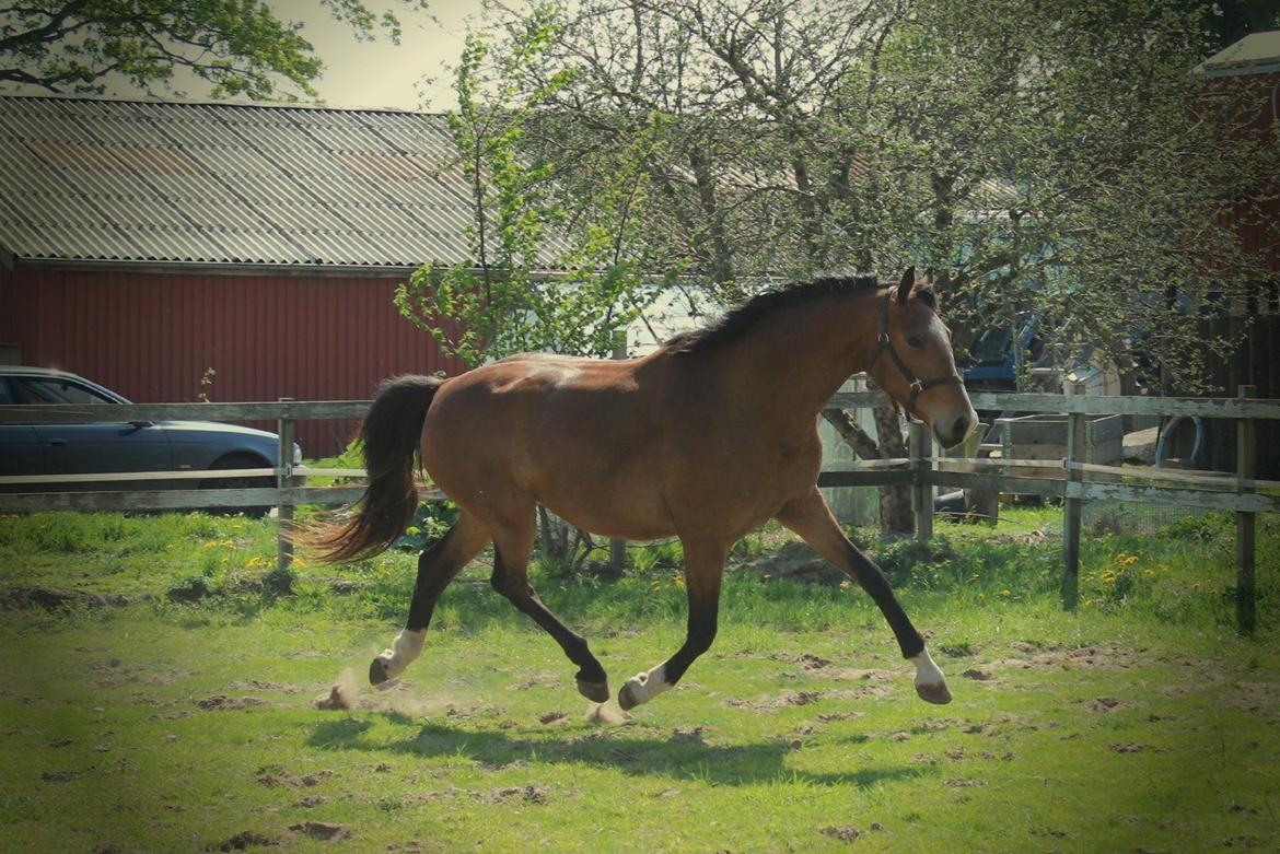 Dansk Varmblod • Charming-Boy • billede 28