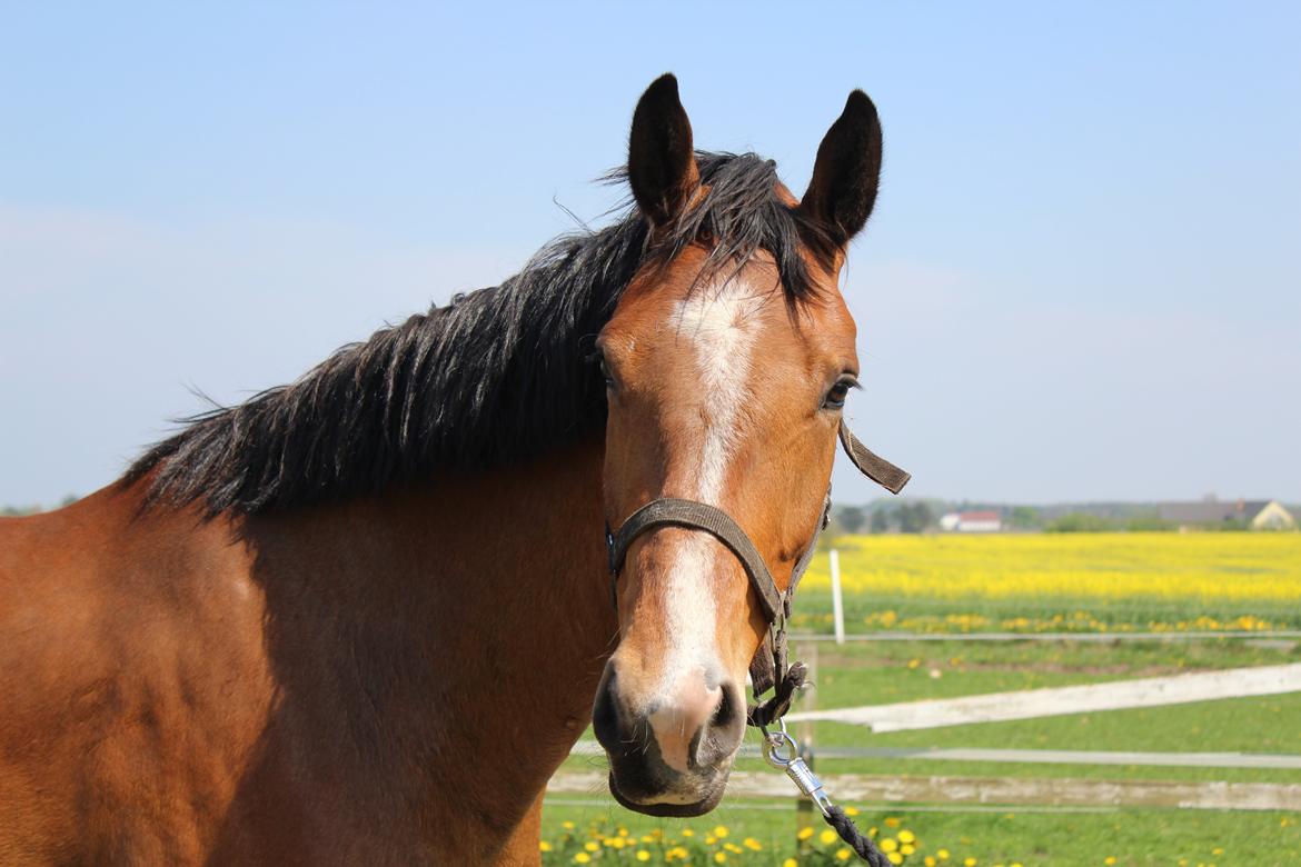 Dansk Varmblod • Charming-Boy • billede 29