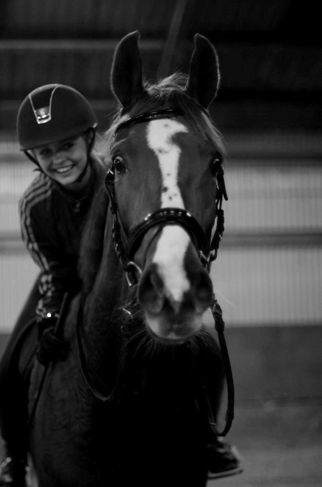 Dansk Varmblod Dalsmindes Zarabi - 2013 billede 7