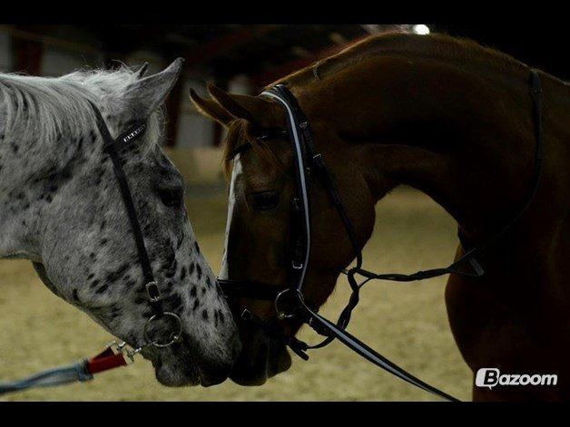 Knabstrupper Xander - Xander og Laffe!!  billede 14