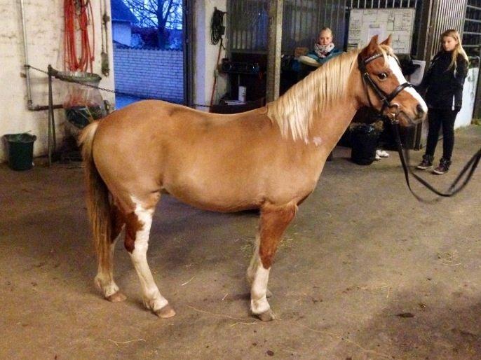 Welsh Mountain (sec A) Kongshøjs Nugi billede 16