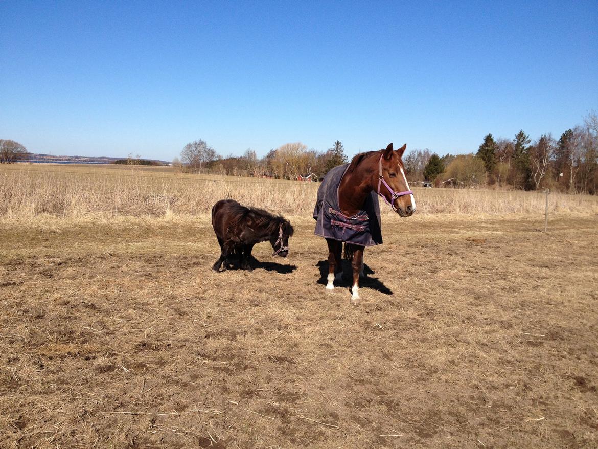 Dansk Varmblod Toskana billede 16