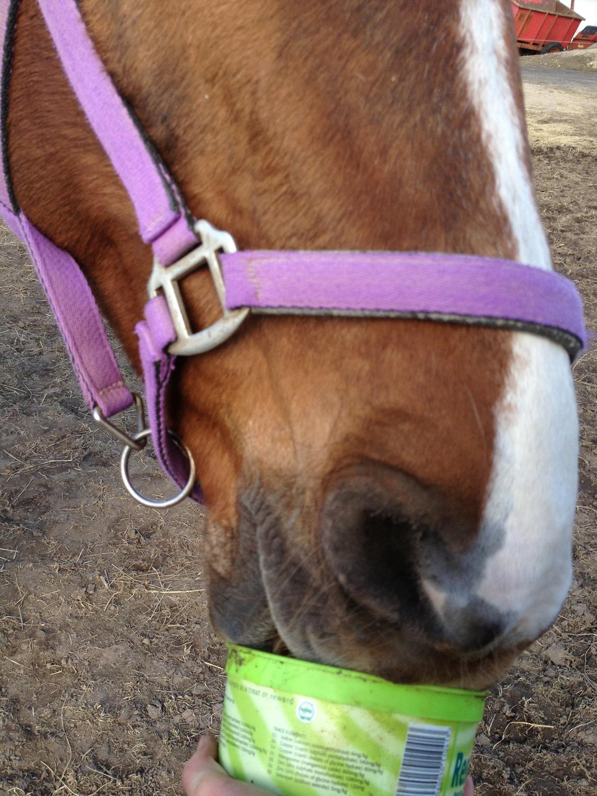 Dansk Varmblod Toskana billede 17