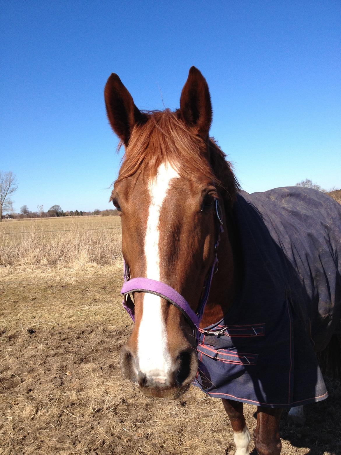 Dansk Varmblod Toskana billede 18