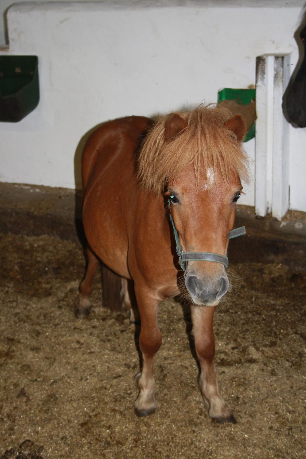 Miniature Lille Boysen (Trouble) - Nogle gange er han bare så nuttet!<3 billede 10