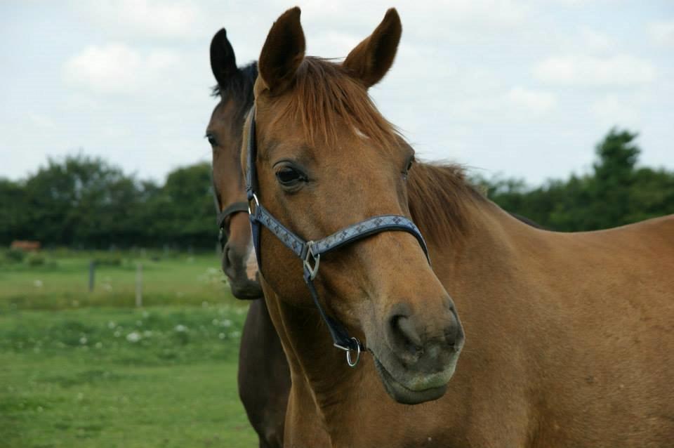 Anden særlig race Lærke billede 16