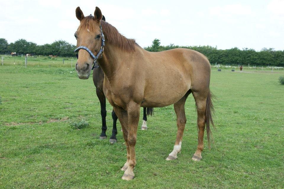 Anden særlig race Lærke billede 10
