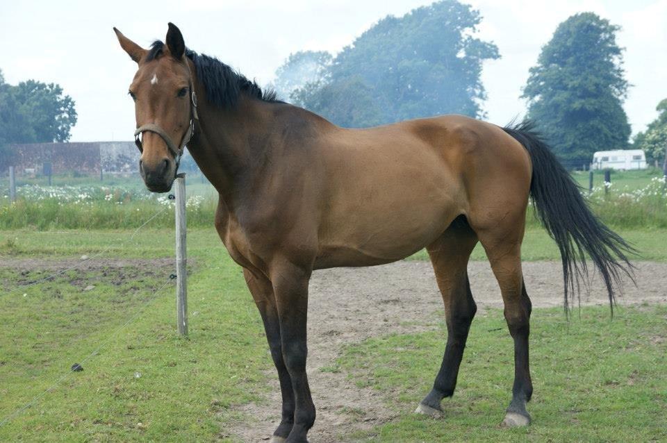 Zangersheide D. Chriesafie Z billede 9