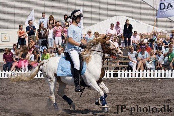 Pinto Picasso(R.I.P) - hestefodbold med tidligere ejer billede 15