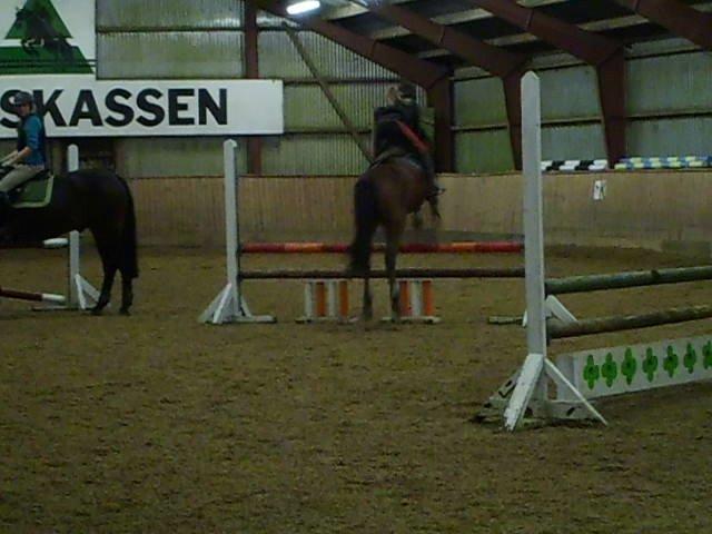 Anden særlig race Enghavegaards Lille Jensen billede 11