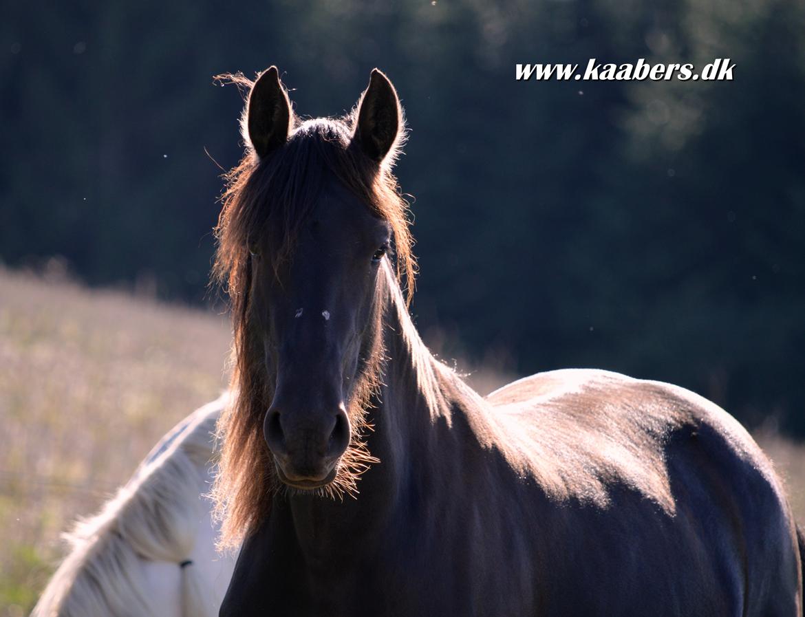 Barockpferd " Kaaber's Carrera " - 2 år og 4 mdr billede 24