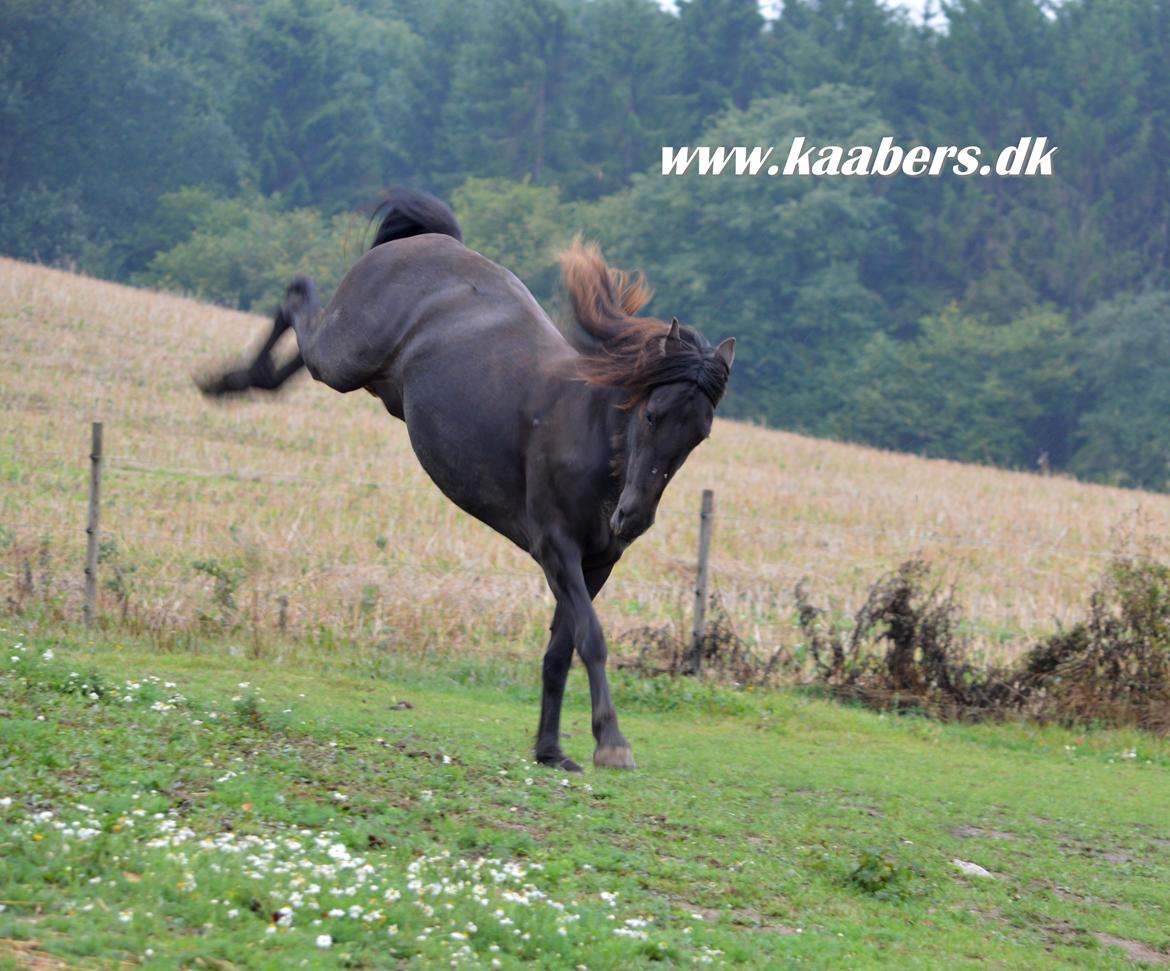 Barockpferd " Kaaber's Carrera " - 2 år og 4 mdr billede 25
