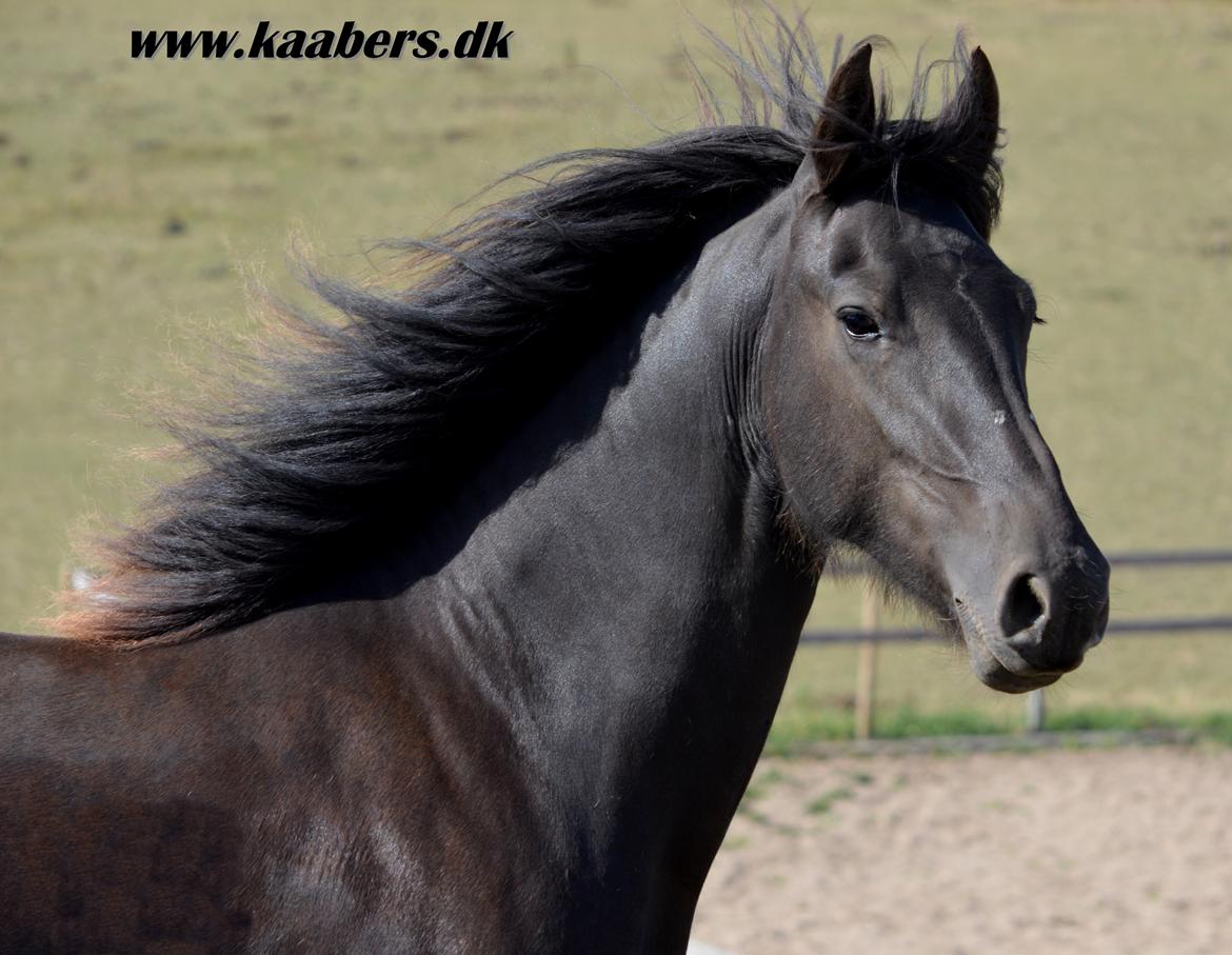 Barockpferd " Kaaber's Carrera " - 2 år og 4 mdr billede 26