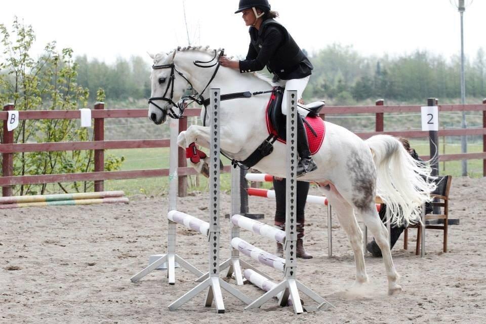 Anden særlig race Pepito my only one! <3 billede 15