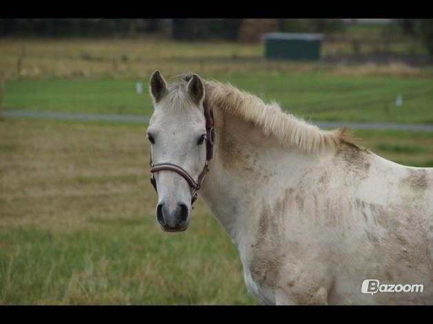 Anden særlig race Pepito my only one! <3 billede 20