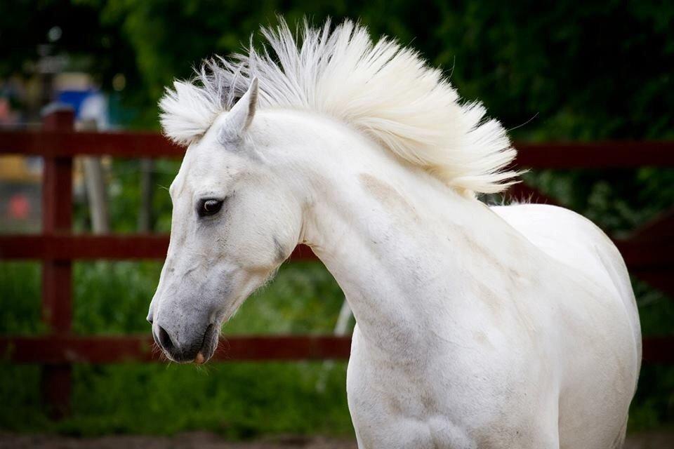 Anden særlig race Pepito my only one! <3 billede 19