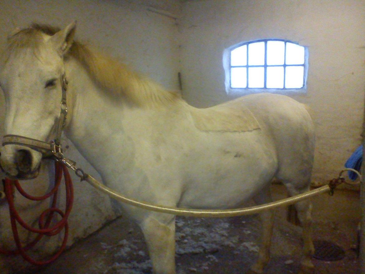 Anden særlig race Pepito my only one! <3 billede 25