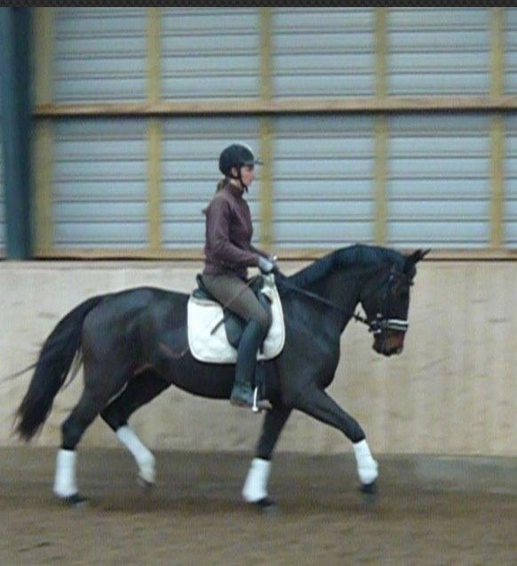 Dansk Varmblod Do Mali` billede 2