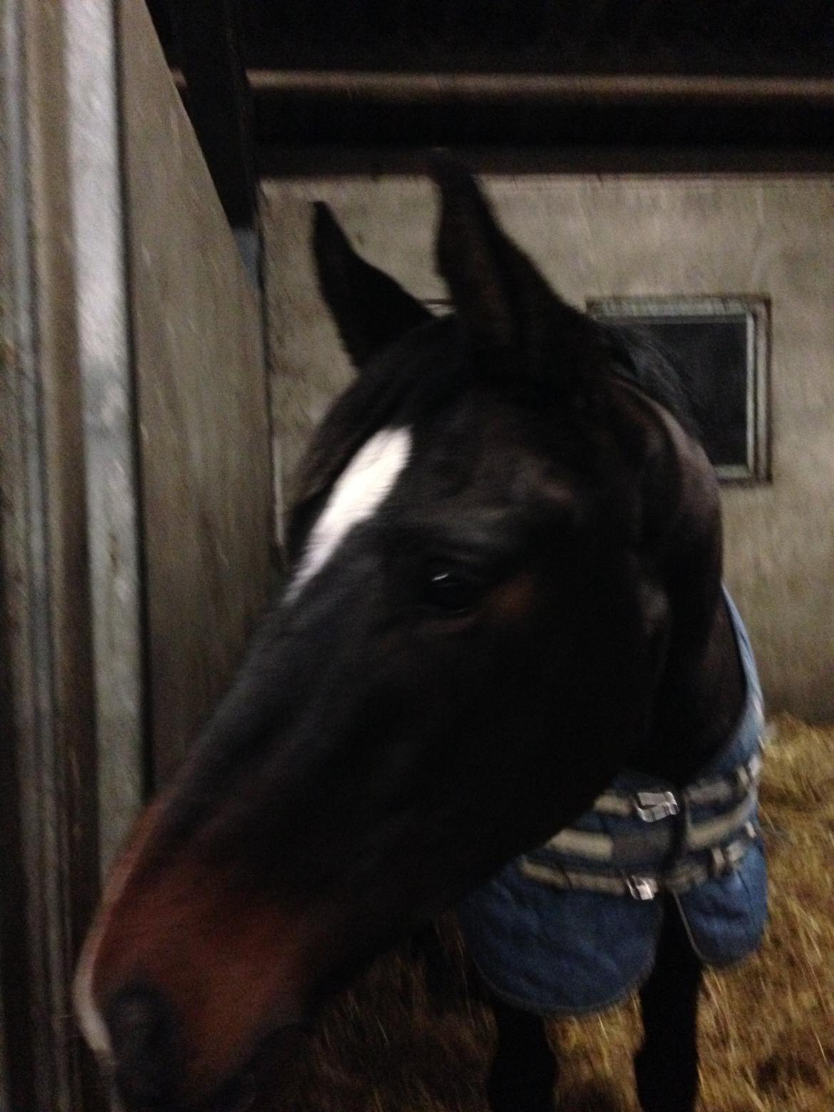 Dansk Varmblod Do Mali` billede 4