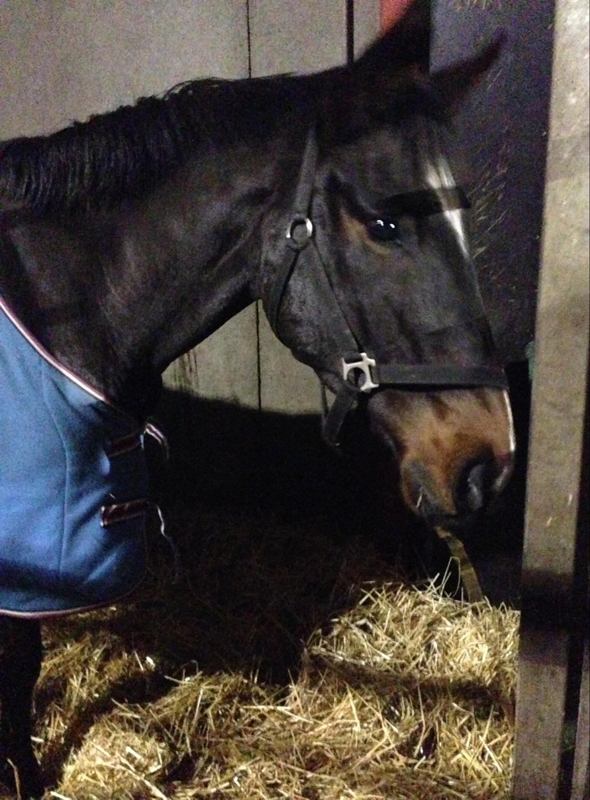 Dansk Varmblod Do Mali` billede 5