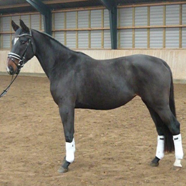 Dansk Varmblod Do Mali` billede 1