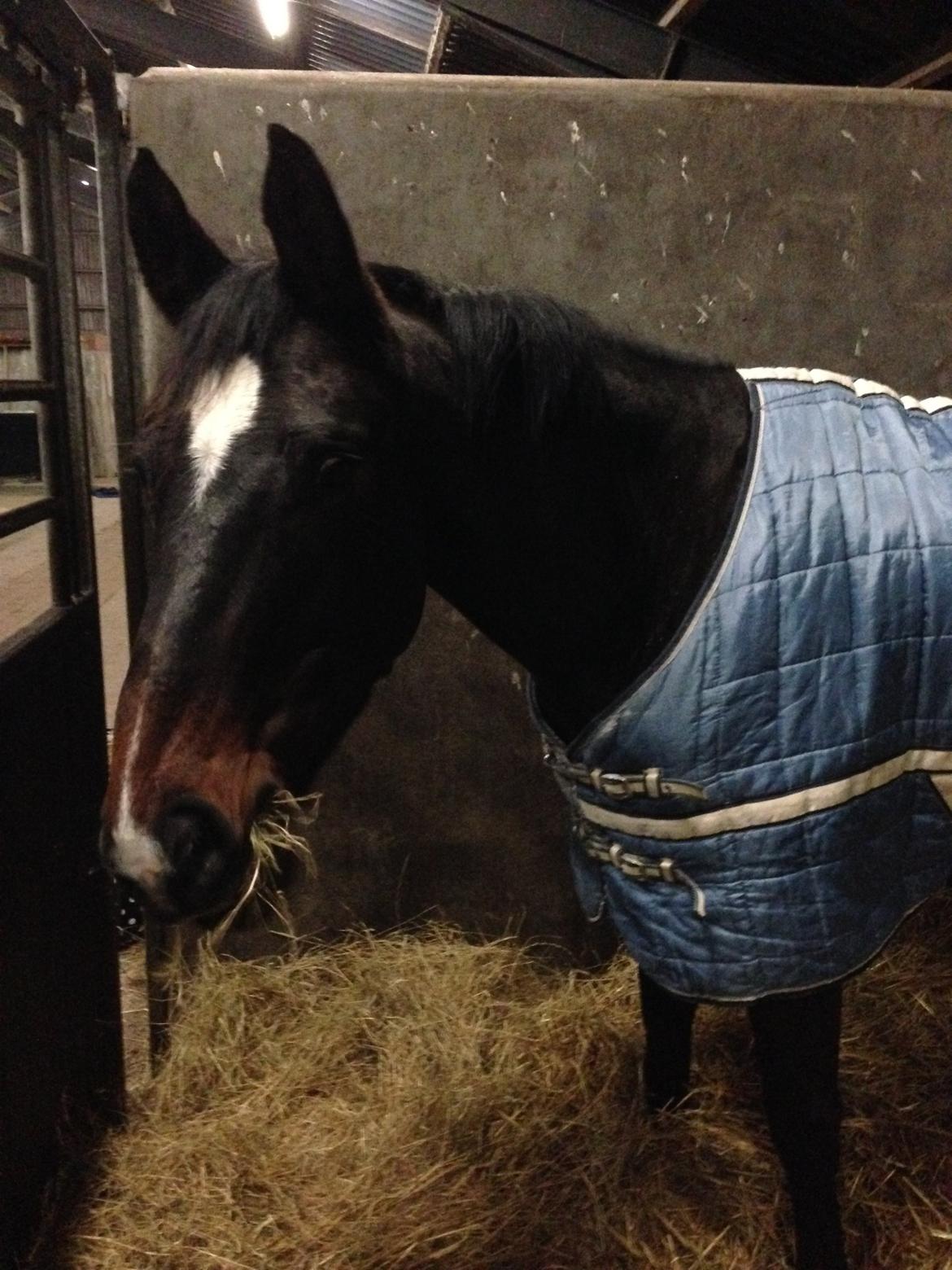 Dansk Varmblod Do Mali` billede 6