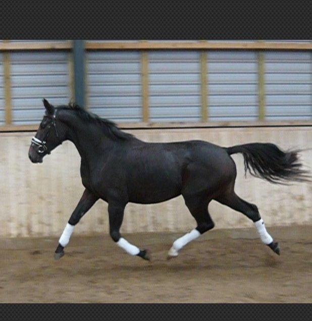 Dansk Varmblod Do Mali` billede 7