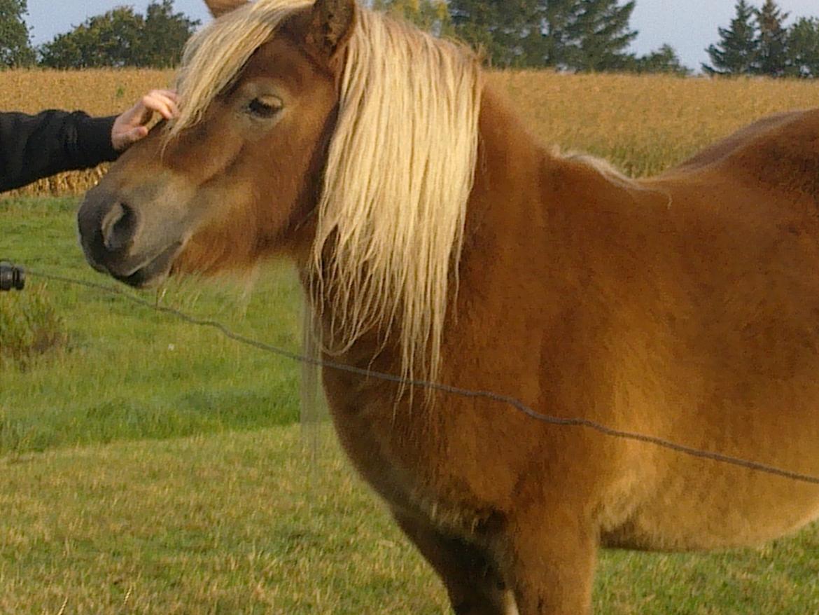 Shetlænder Nelli Hagenstrup billede 12