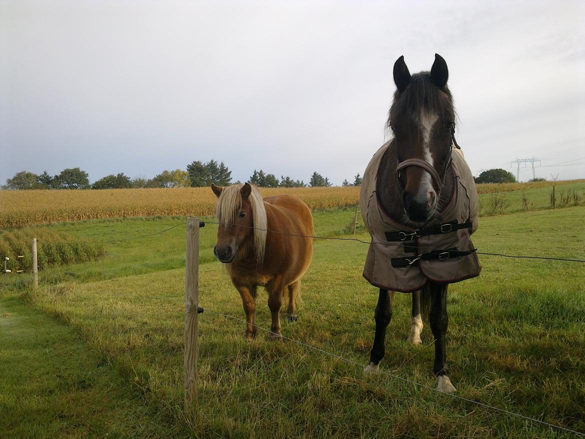 Shetlænder Nelli Hagenstrup billede 13