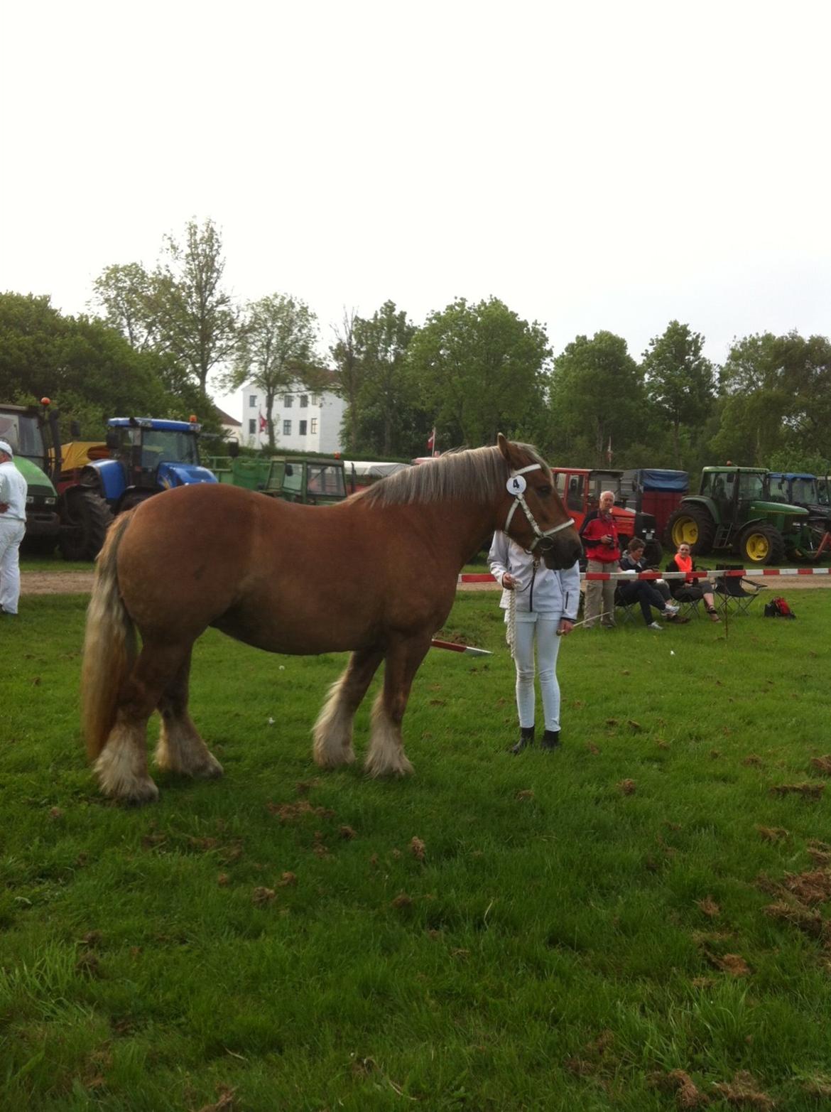Jyde Virkelyst´s Fie - Klar til at komme i ringen til Aabenraa dyrskue :) billede 4