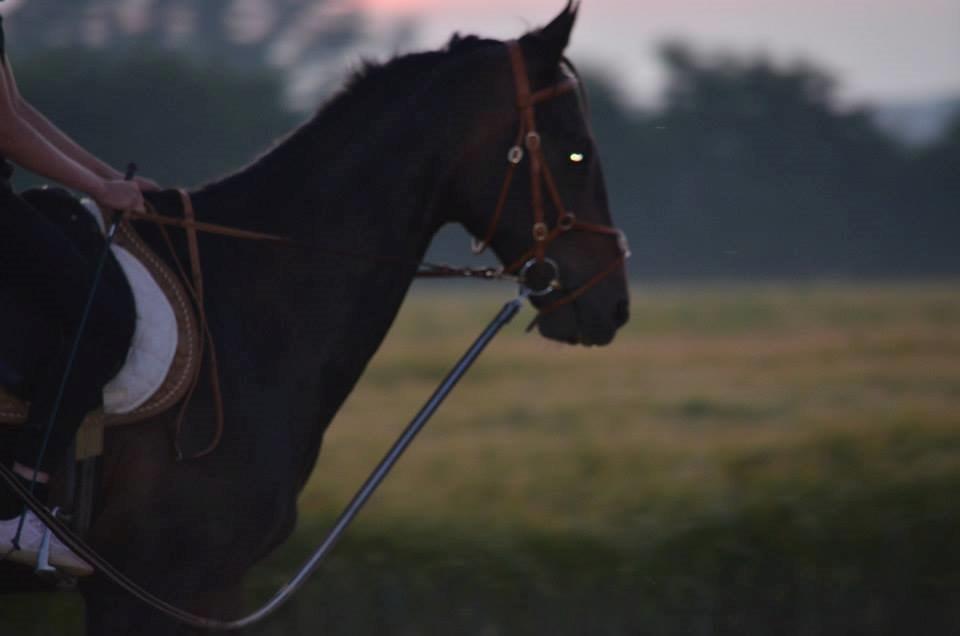 Dansk Varmblod Calvados J. billede 1