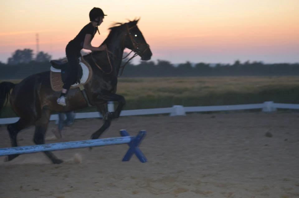 Dansk Varmblod Calvados J. billede 2