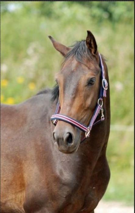 Dansk Varmblod Calvados J. billede 3