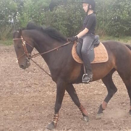 Dansk Varmblod Calvados J. billede 4