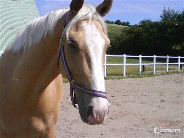 Palomino Monza's Touché billede 9