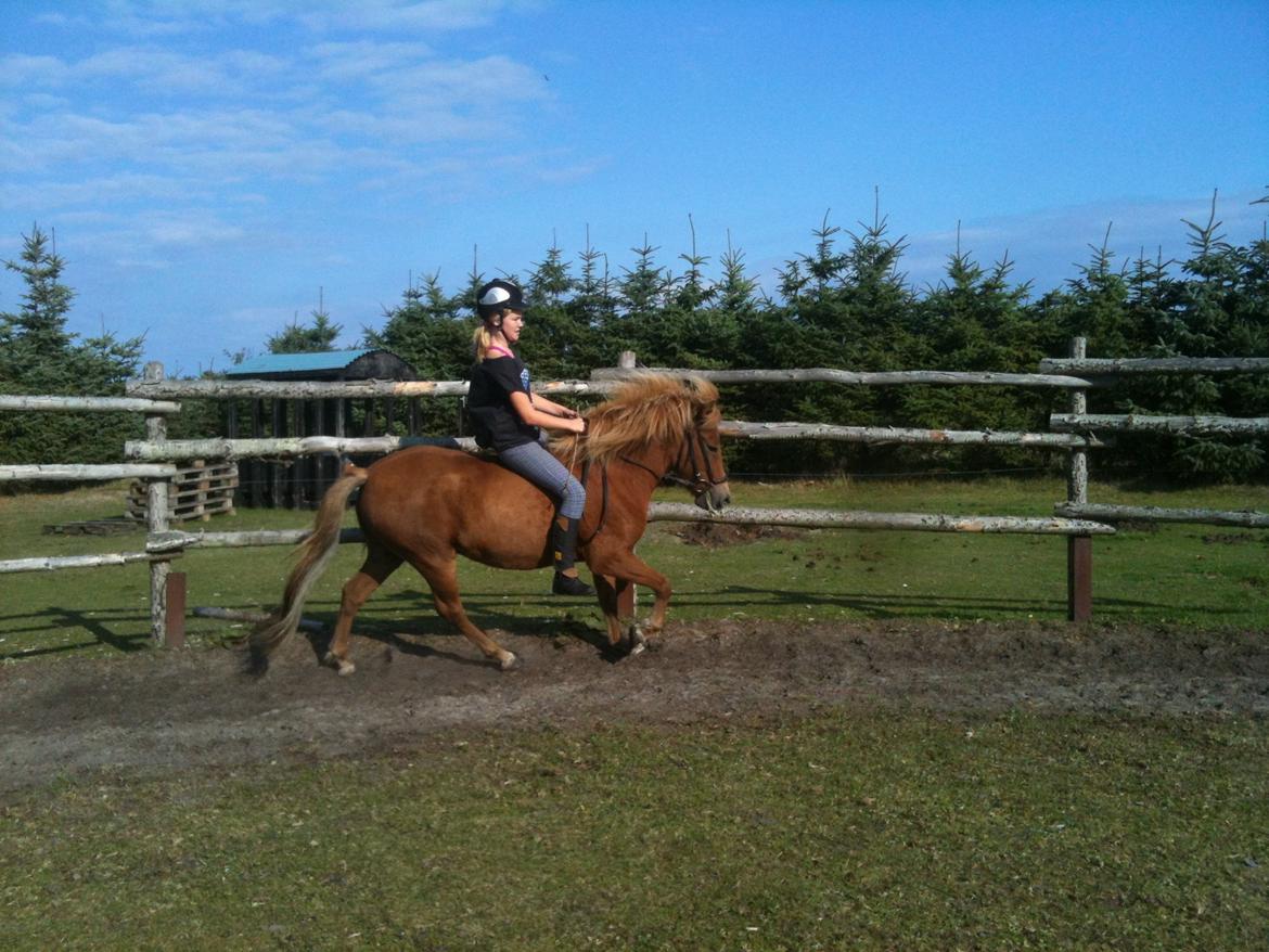 Islænder Rös Fra Aal Lækur *5 års venskab* GIGA TÅRER - Kun fordi vi var seje, galloperede vi uden sadel :p billede 18