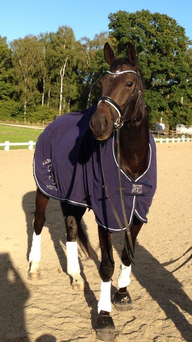 Dansk Varmblod Drisdals Co-Co Chanel RDH billede 1